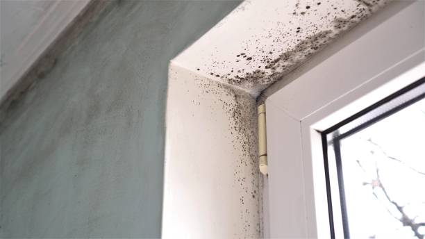 Mold Documentation for Insurance Claims in West Brattleboro, VT